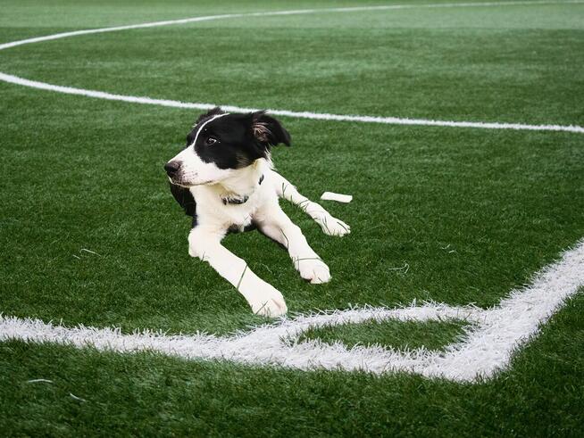 Sunia border collie