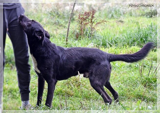 Cezar – szuka spokojnego domu, który zapewni mu stabilność