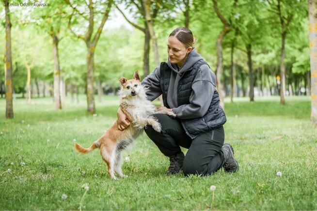 Karmin- szorstki, przyjazny psiak do adopcji