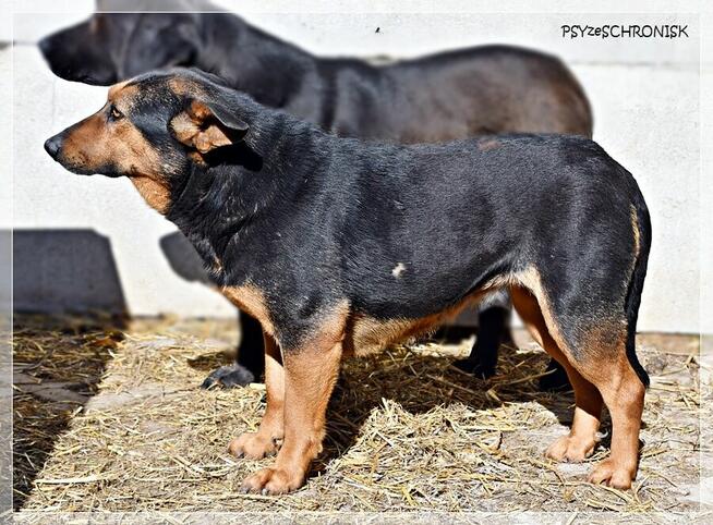 Anula – wycofana sunia szuka cierpliwego domu z drugim psem