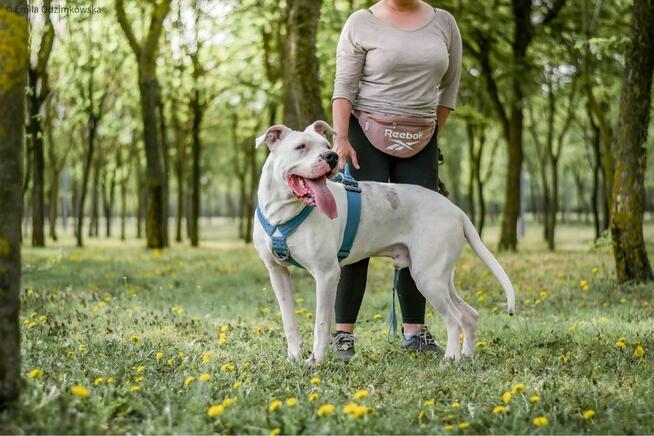 Zeus-dog argentyński czekna na świadomy rasy dom-adopcja