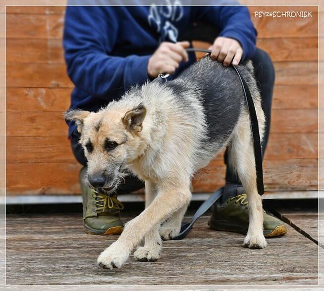 Szorstek – młody, zakręcony i zapatrzony w człowieka
