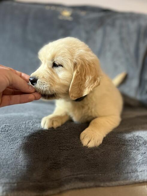 Szczeniak Golden Retriever Suczka Sunia z rodowodem