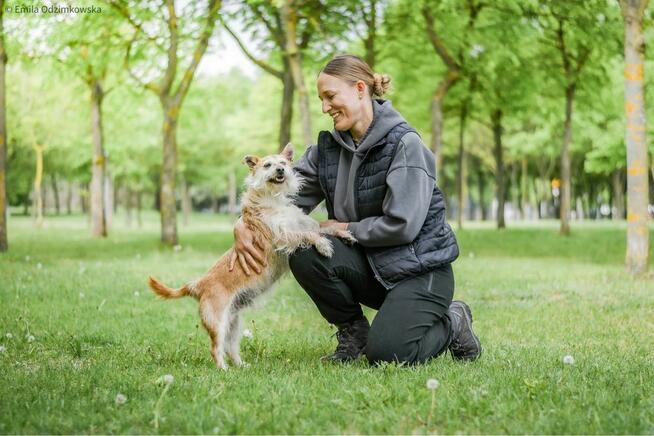 Karmin- szorstki, przyjazny psiak do adopcji
