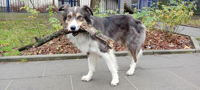 Sunia border collie
