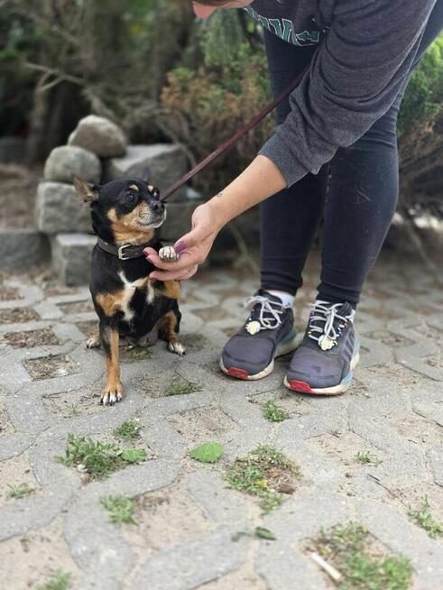 Misia -mikro suczka do pilnej adopcji