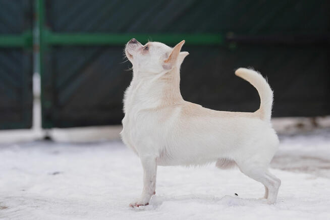 CHIHUAHUA PIESEK i SUCZKA - rodowód FCI, W-wa