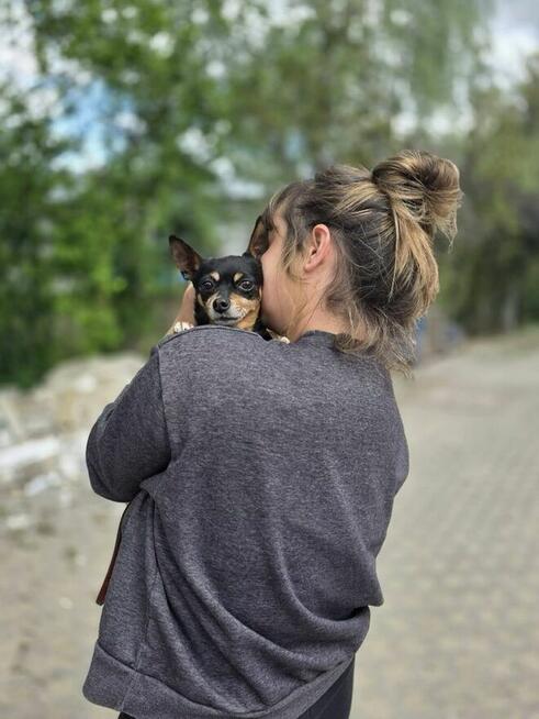 Misia -mikro suczka do pilnej adopcji