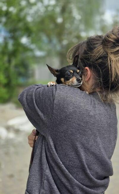 Misia -mikro suczka do pilnej adopcji