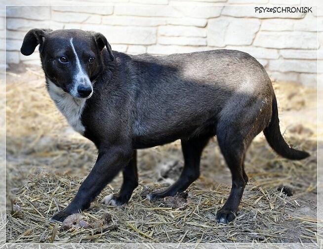 Rózia – skrzywdzona przez człowieka – do doświadczonego domu