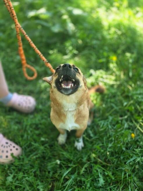 Różyczka- ruda, niewielka, cudowna suczka do adopcji
