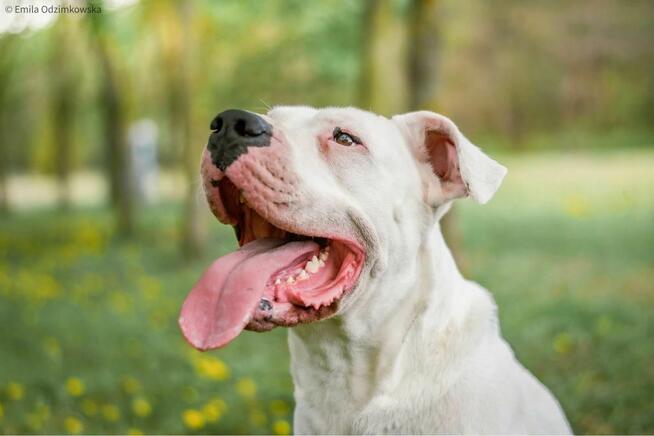 Zeus-dog argentyński czekna na świadomy rasy dom-adopcja
