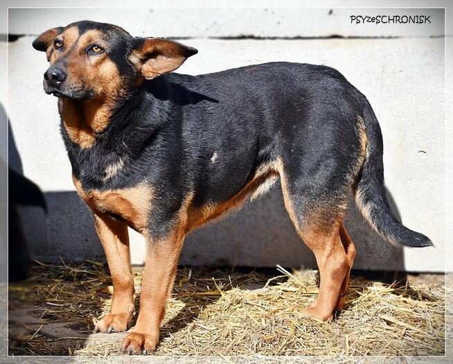 Anula – wycofana sunia szuka cierpliwego domu z drugim psem