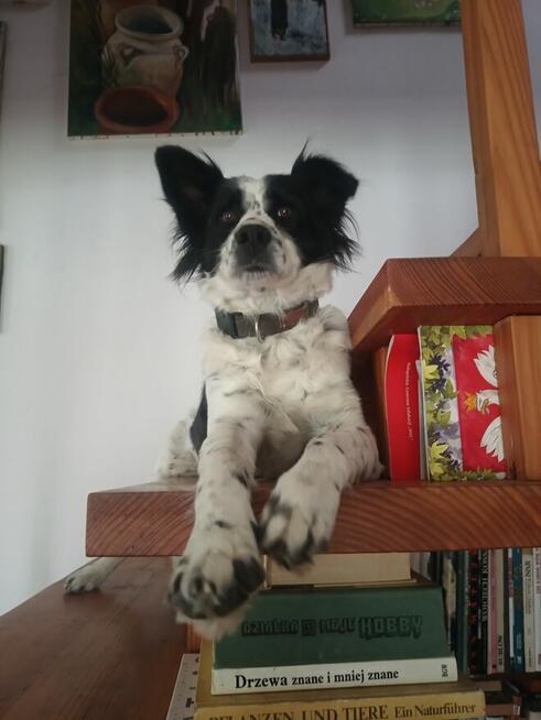 Sunia border collie