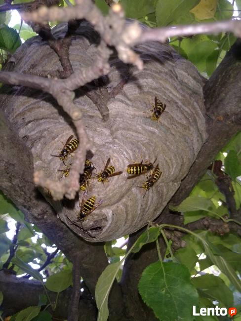 Likwidacja Gniazd Os Szerszeni