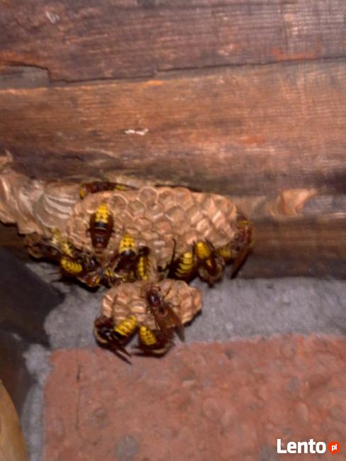 Likwidacja Gniazd Os Szerszeni