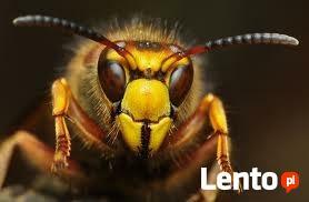 Likwidacja, usuwanie gniazd os, pszczół i szerszeni