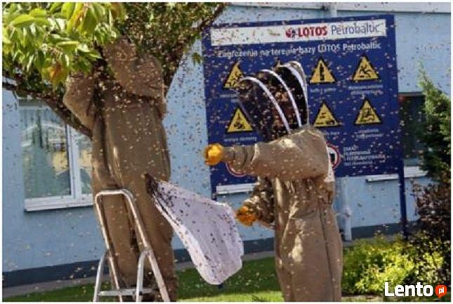 Likwidacja, usuwanie gniazd os, pszczół i szerszeni