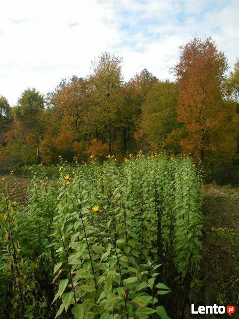 topinambur burlwy i suszony , liofilizowany