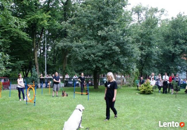 SZKOLENIE PSÓW W LEGNICY CHAMPION