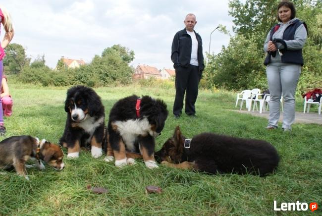 SZKOLENIE PSÓW W LEGNICY CHAMPION
