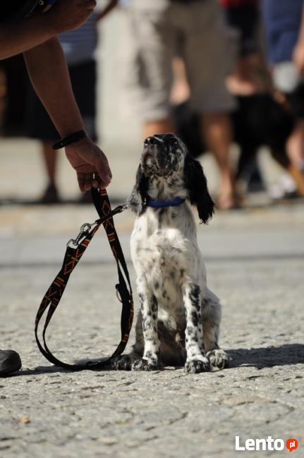 SZKOLENIE PSÓW W LEGNICY CHAMPION