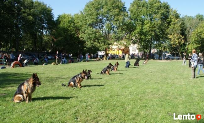 SZKOLENIE PSÓW W LEGNICY CHAMPION