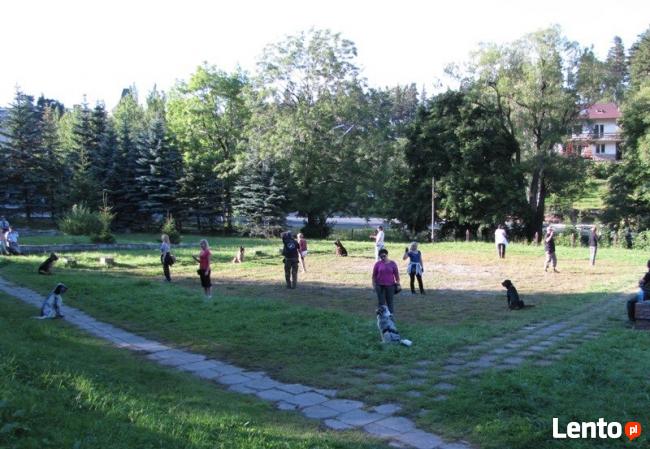 SZKOLENIE PSÓW W LEGNICY CHAMPION