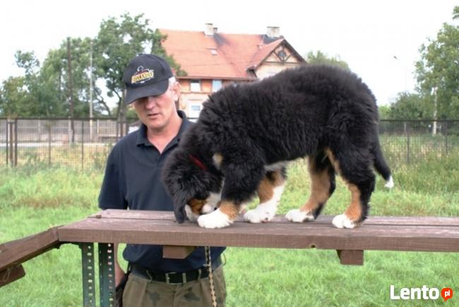 SZKOLENIE PSÓW W LEGNICY CHAMPION