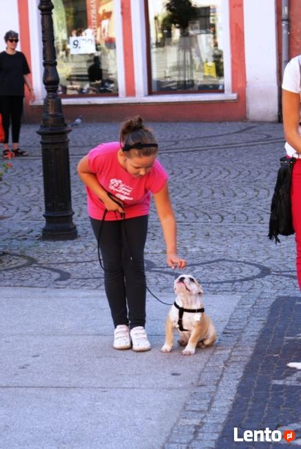 SZKOLENIE PSÓW W LEGNICY CHAMPION