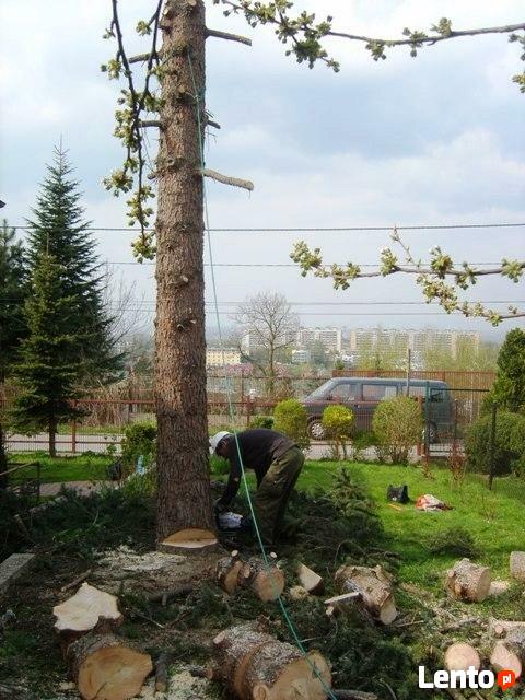Wycinka drzew, ścinka, usuwanie, przycinanie drzew i krzewów