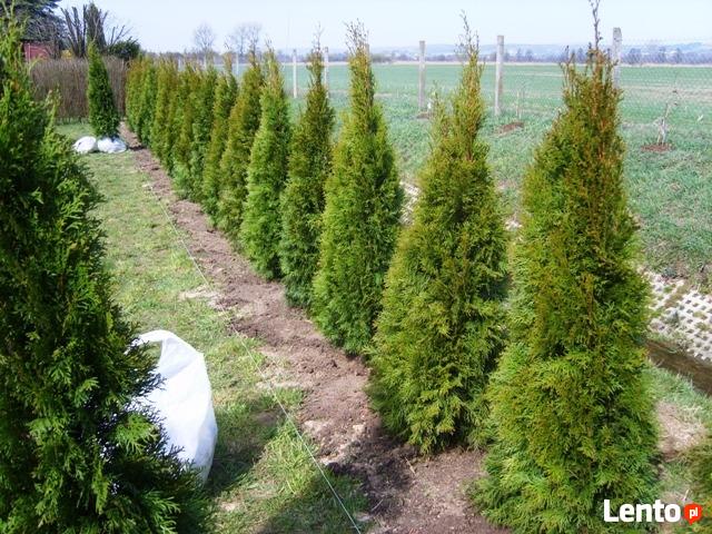 Przycinanie żywopłotów, sadzenie drzew i krzewów