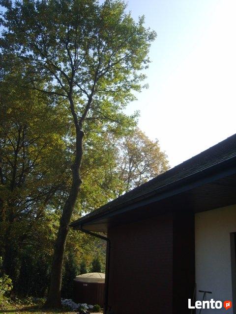 Wycinka drzew, ścinka, usuwanie, przycinanie drzew i krzewów