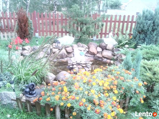 wynajmę domek letniskowy nad jeziorem dominickim