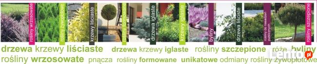 Szkółka roślin i krzewów ozdobnych