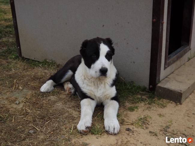 OWCZAREK ŚRODKOWOAZJATYCKI