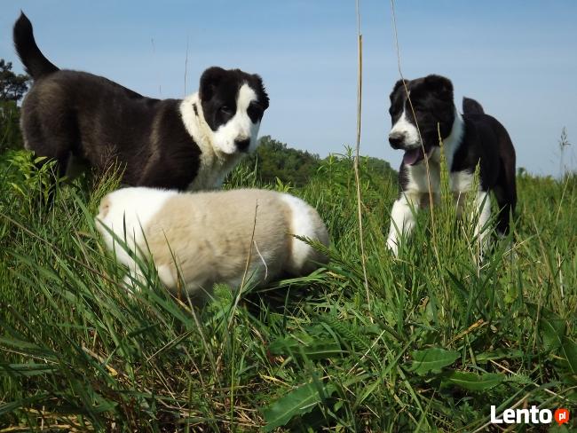 OWCZAREK ŚRODKOWOAZJATYCKI