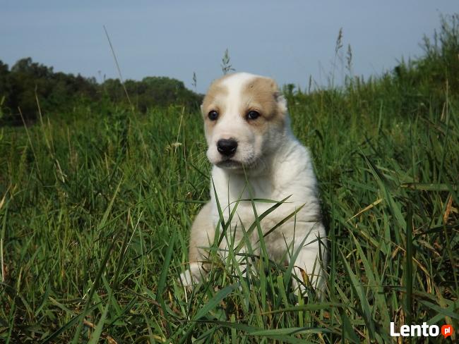 OWCZAREK ŚRODKOWOAZJATYCKI