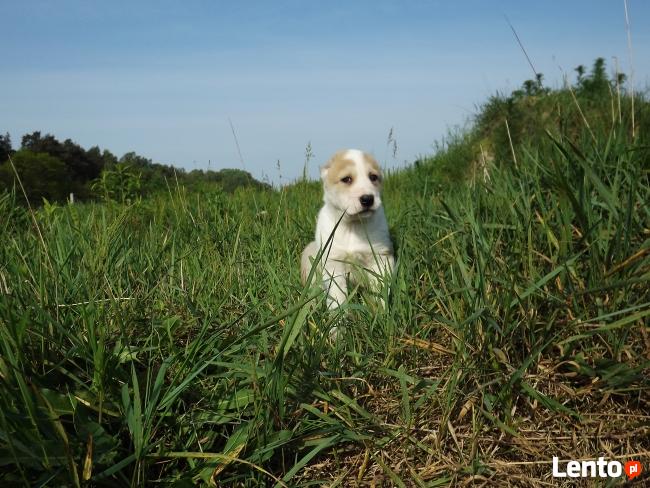 OWCZAREK ŚRODKOWOAZJATYCKI
