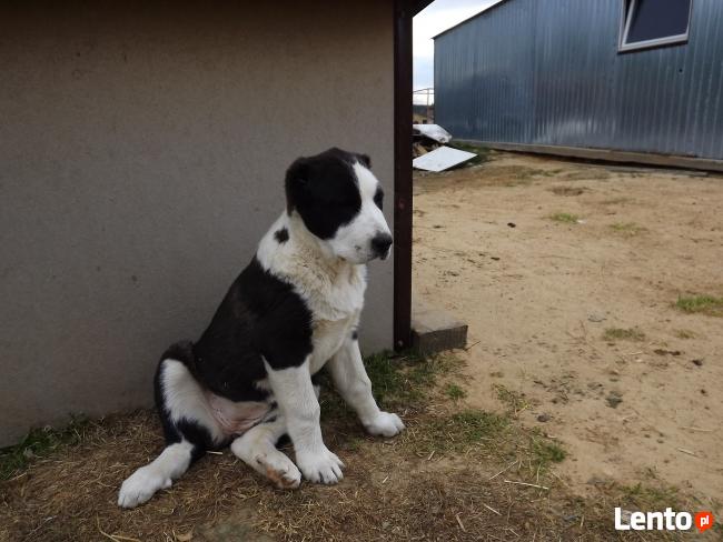 OWCZAREK ŚRODKOWOAZJATYCKI