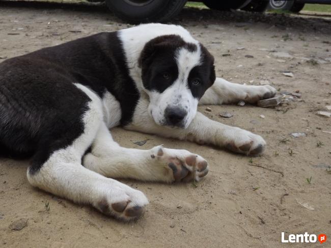 OWCZAREK ŚRODKOWOAZJATYCKI