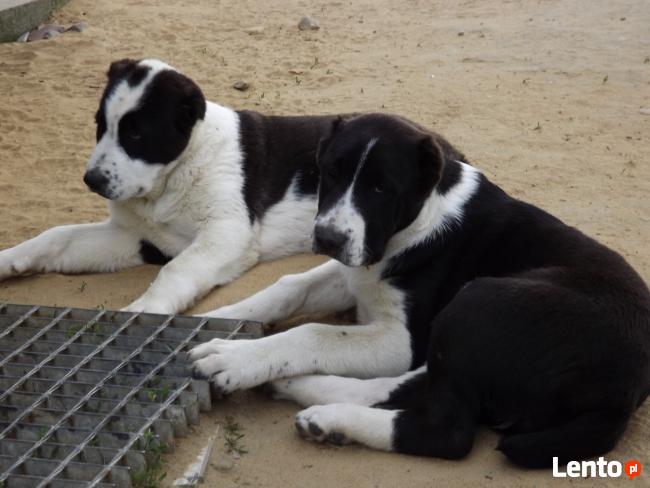 OWCZAREK ŚRODKOWOAZJATYCKI