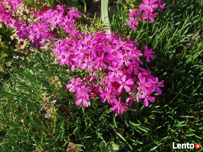 sadzonki kwiatów wieloletnich - mrozoodpornych