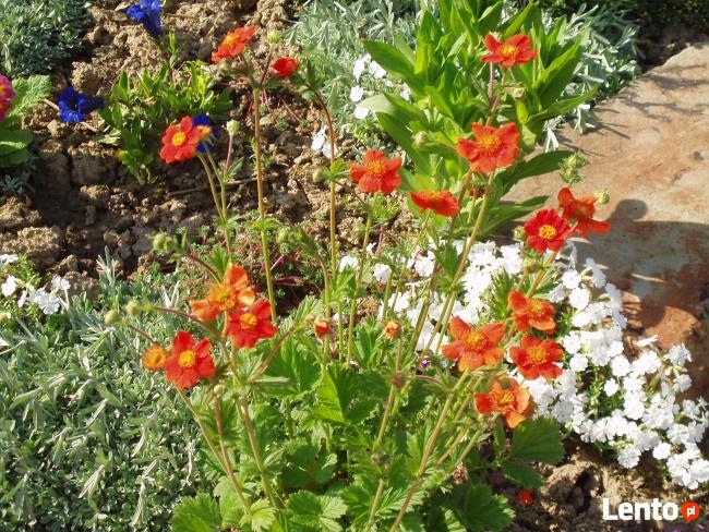 sadzonki kwiatów wieloletnich - mrozoodpornych