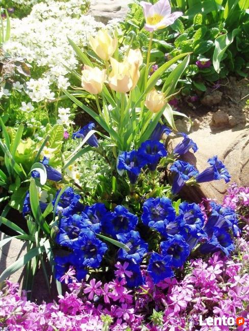 sadzonki kwiatów wieloletnich - mrozoodpornych