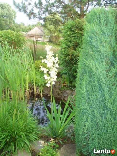 sadzonki kwiatów wieloletnich - mrozoodpornych