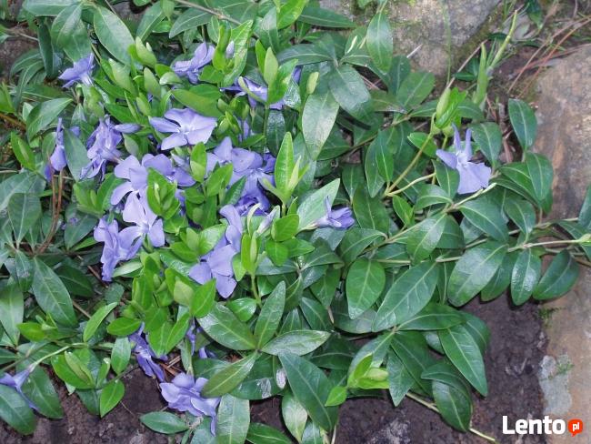 sadzonki kwiatów wieloletnich - mrozoodpornych