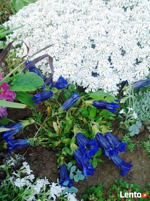 sadzonki kwiatów wieloletnich - mrozoodpornych