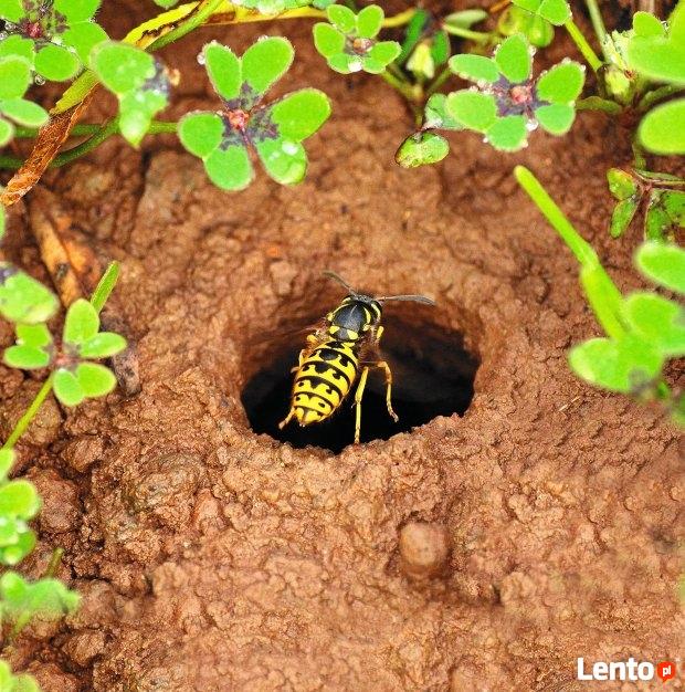 Zwalczanie gniazd os i szerszeni Kraków tel 884-811-864