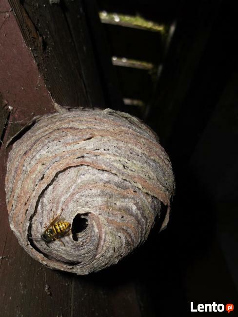 Zwalczanie gniazd os i szerszeni Kraków tel 884-811-864